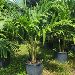 Spectacular Christmas Palms About 6 Feet Tall Measurements Over The Pot!!! Fertilized 