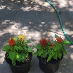 Plumed Cockscomb Celosia Plants 