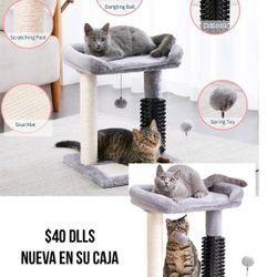 Casa De Gatos