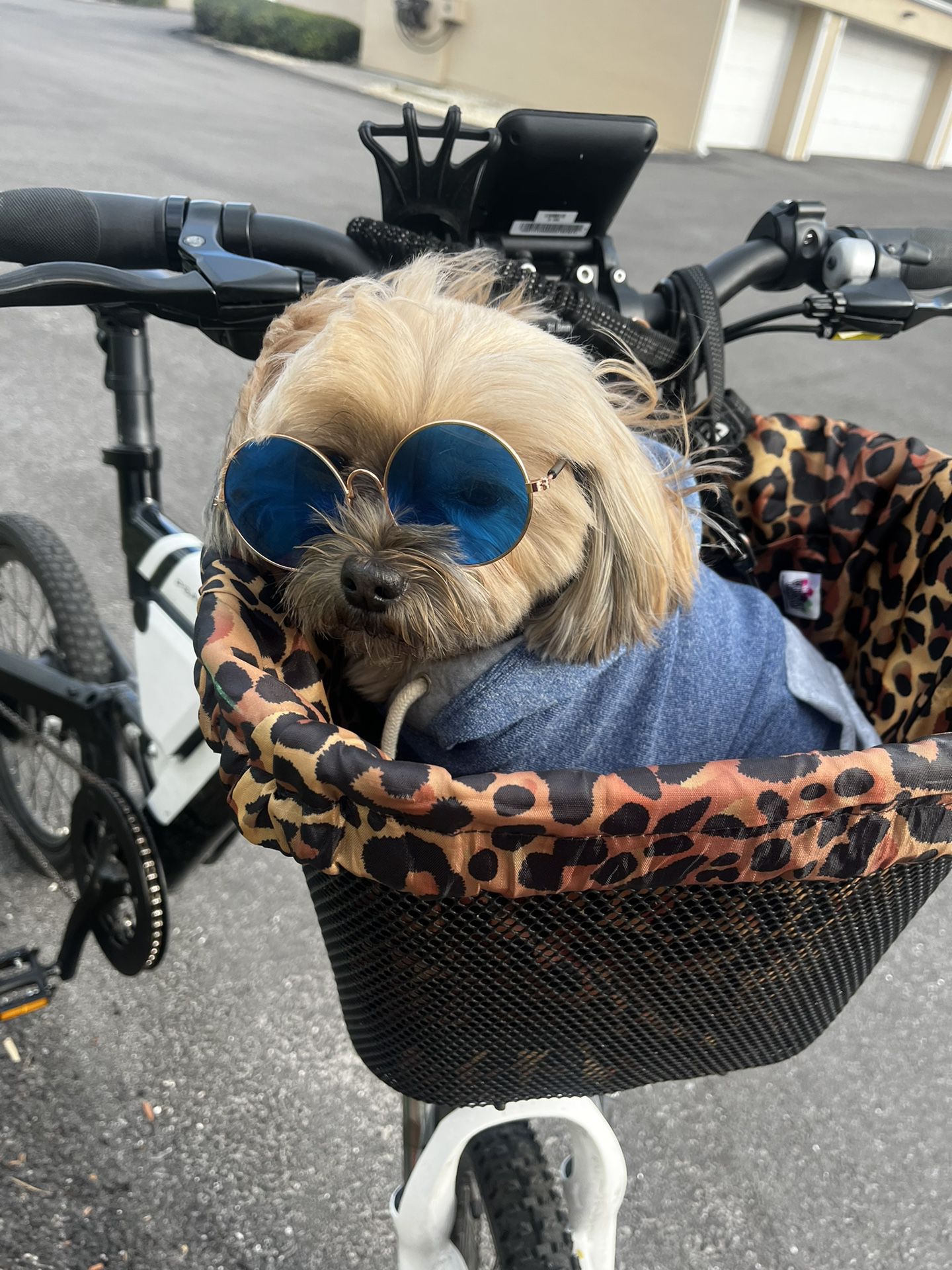 BESV E-Bike (pup Not Included)