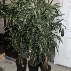 Tall White Bird Dracaena Houseplants Plants Foliage 6’-7’ Tall 5-6 Plants Per Pot