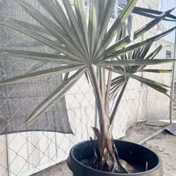 BISMARKIA NOBLILS Palm Tree