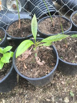 avocado plants