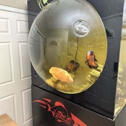 ATM Bubble fish Tank for Sale in Las Vegas NV OfferUp