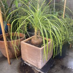 Plant For Sale