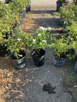 White Iceberg Roses