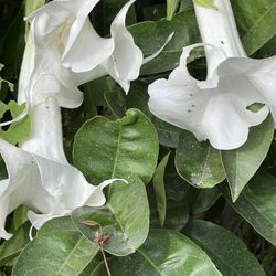 Plantas Para La Venta  
