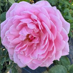 🌹 Plant: Belinda Rose