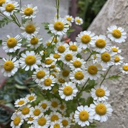 Maceta De Suculentos Y Flor Ala Vez 