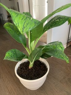 Nice green leaves! Potted plant