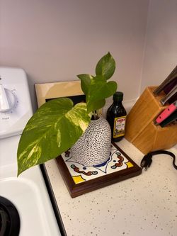 Pothos Hydroponically Grown