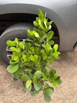 Clusia plant