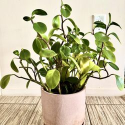 Healthy Baby Rubber Plant (Peperomia Obtusifolia)