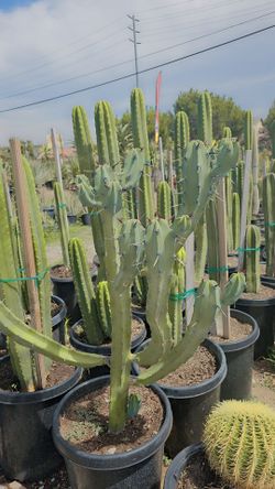Cactus, agaves,Succulent & ECHEVERIAS