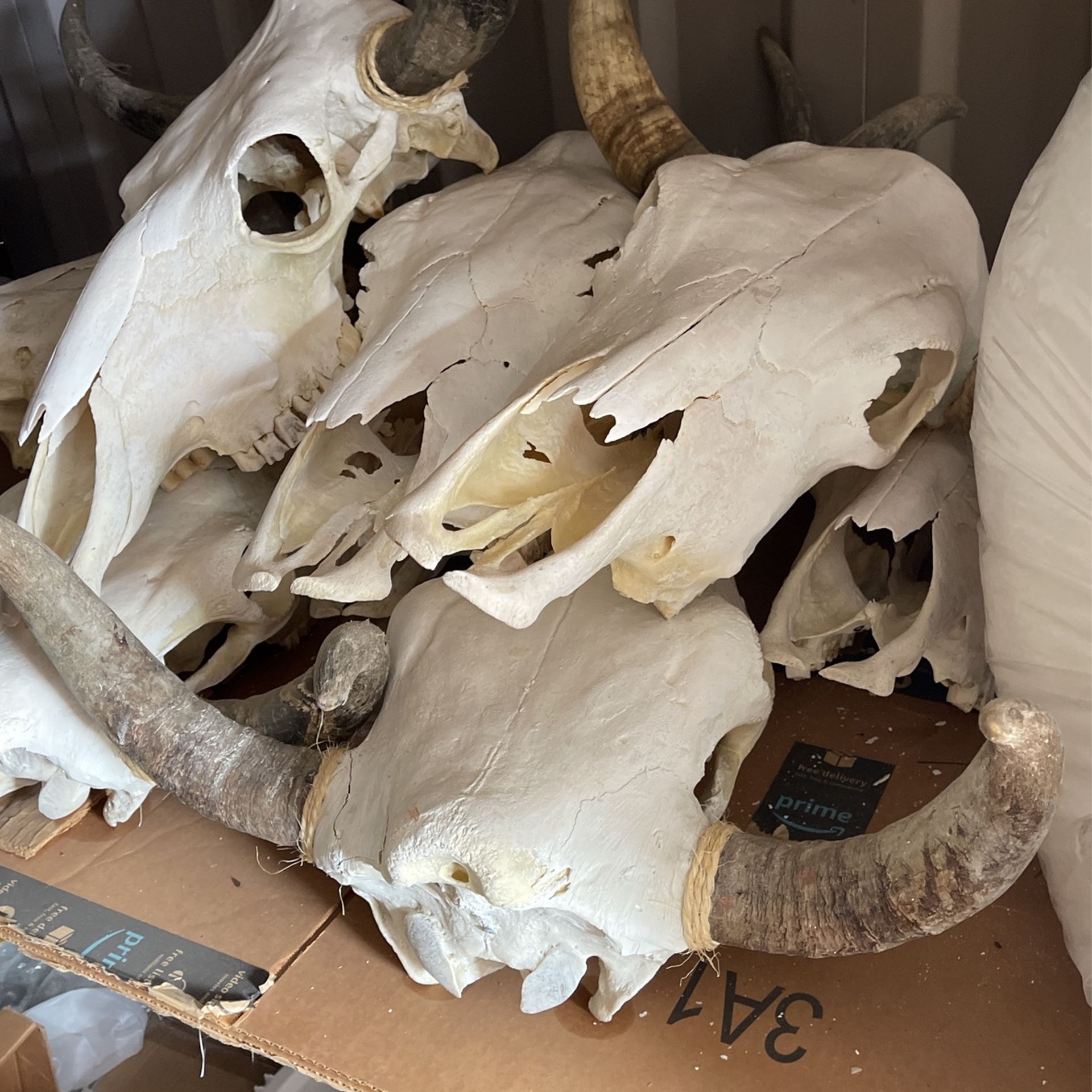 Cow Skulls Home And Yard Decor