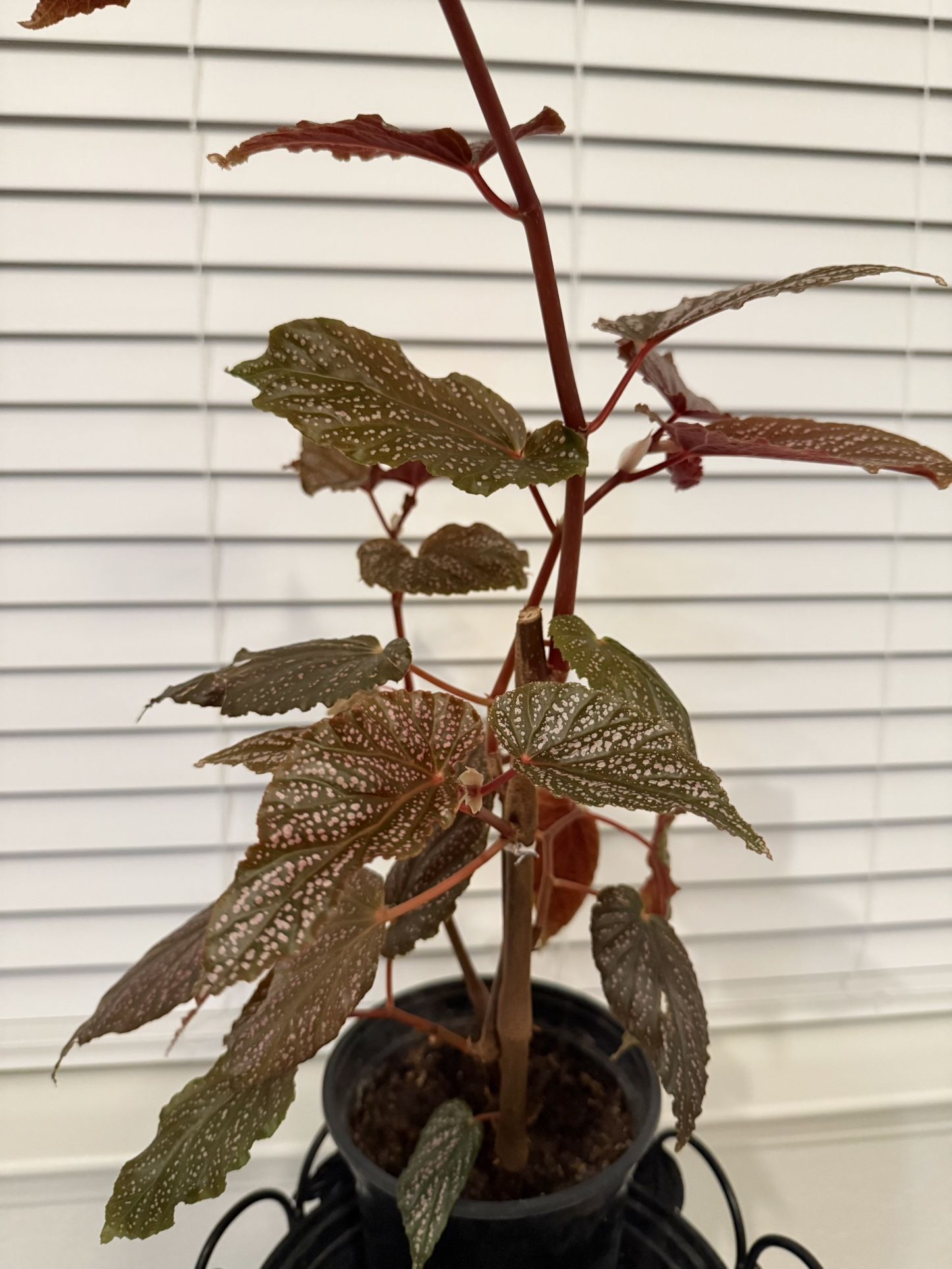 Begonia Plant 26” Tall In 6” Pot
