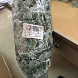 Eucalyptus 