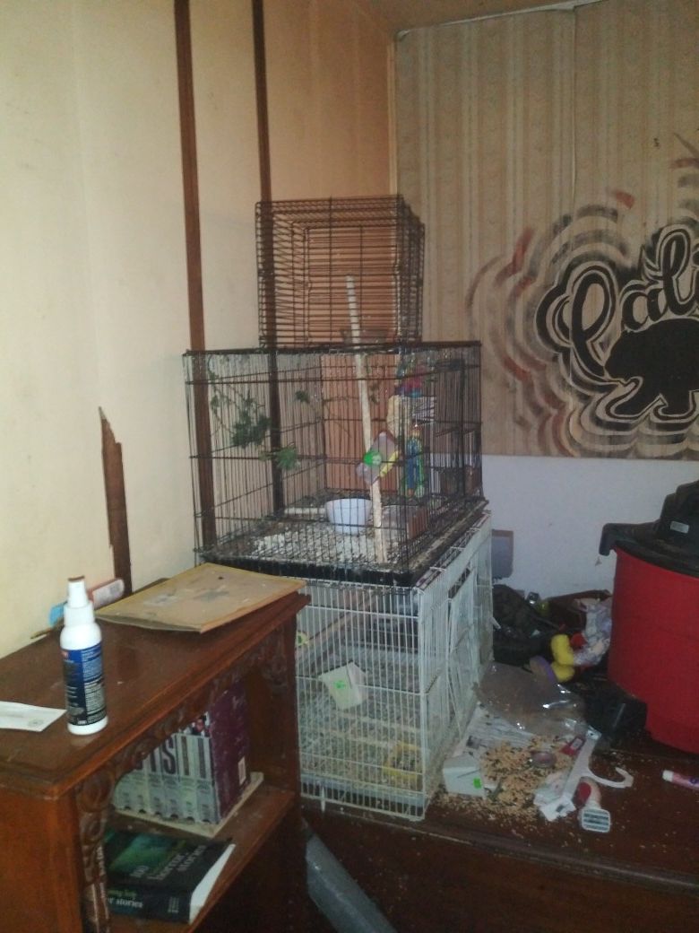 Finch bird and cage