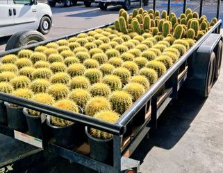 Golden Barrels and Argentina giants