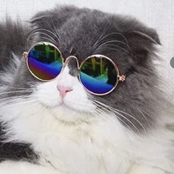 Small Pet Sunglasses 
