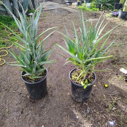 Blue Torch Aloe Plants Multiple Pieces