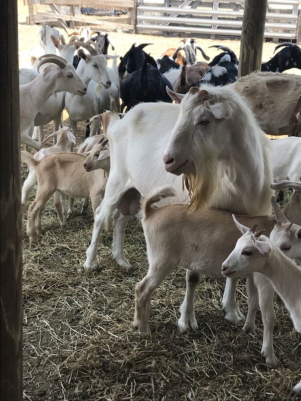 Baby goats for Sale in Miami, FL OfferUp