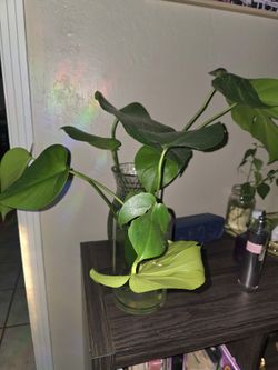 Selling water-propagated Monstera plants for just 