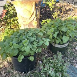 Lemon Balm Plant 