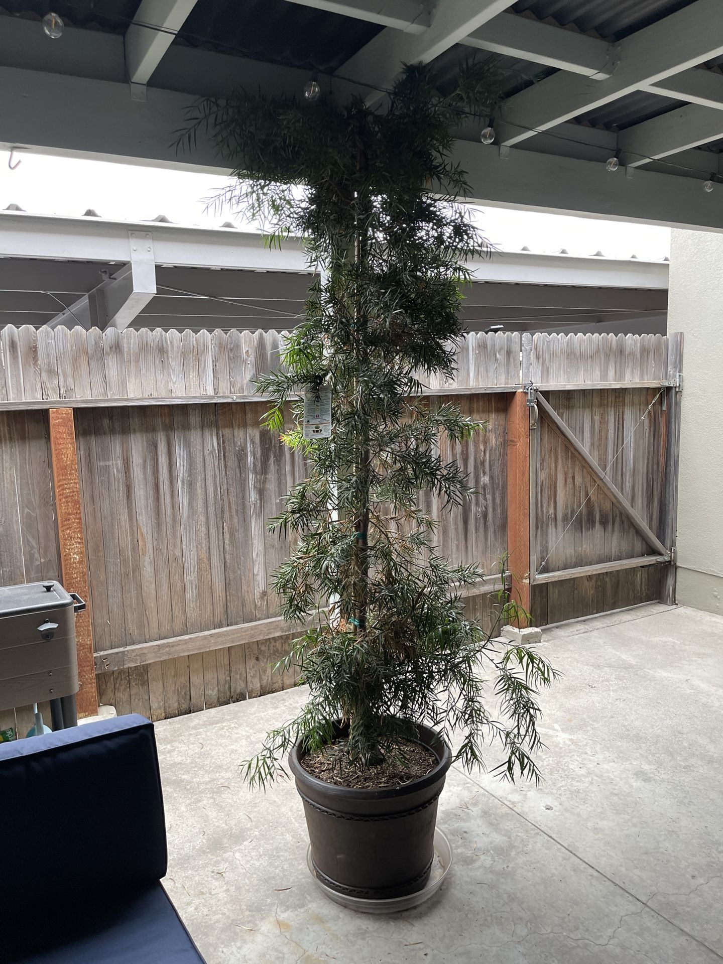 Fern Potted Plant/tree With Decorative Pot And Tray