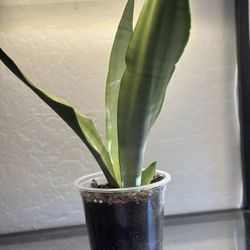Moonshine Snake Plant 15 Inch Tall - Live Plant 