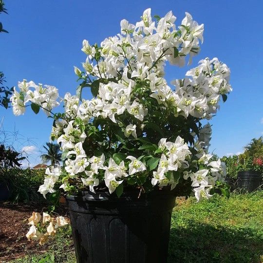 White Bougainvillea