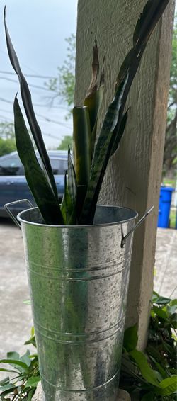 Snake Plants