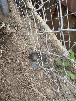 Veneno Para Ratas Las Diseca