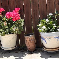 2 Large Live Flower Plants With Pots.  $25 Each.