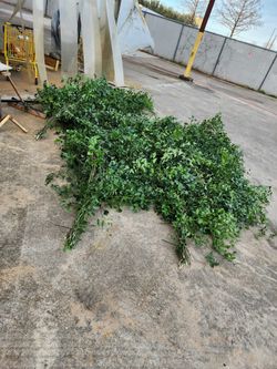 Tx Southern Smilax