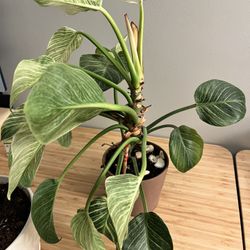 Thriving Philodendron Birkin Plant. 🪴 