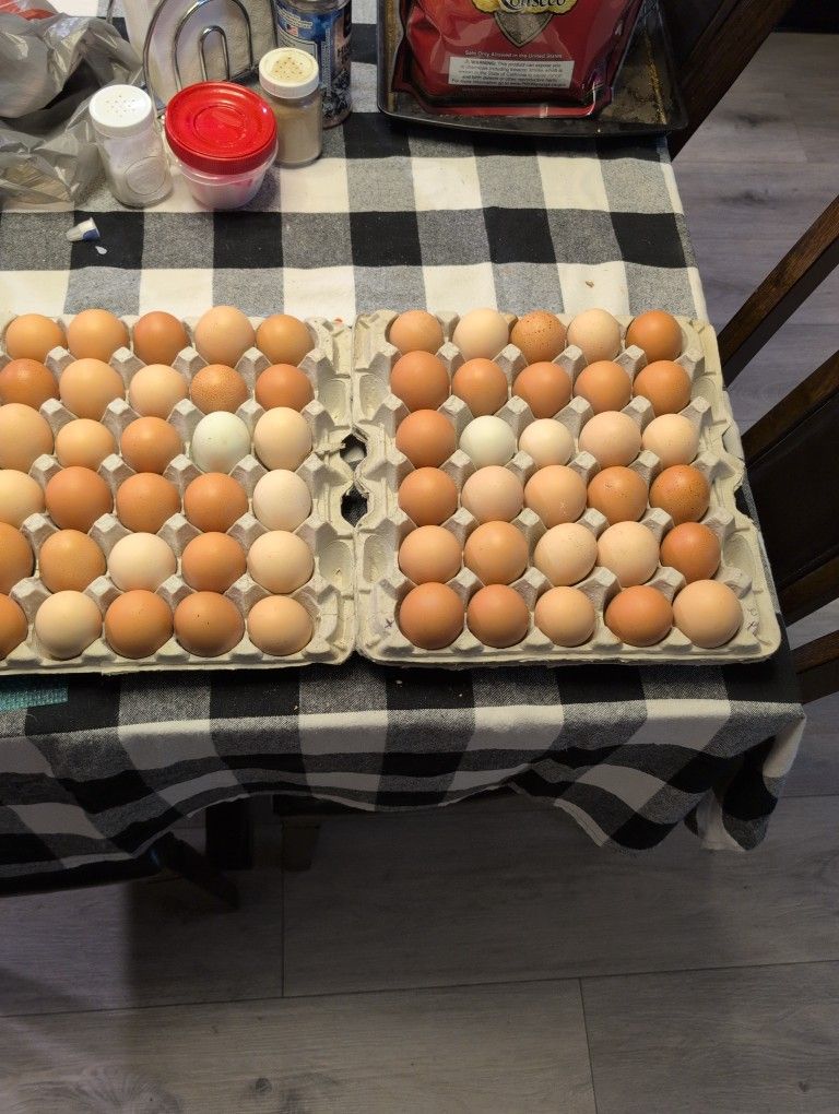 Fresh Chicken Egg's By The Dozen