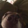 Doginthepic