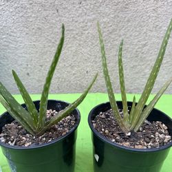 Aloe vera plant/Savila