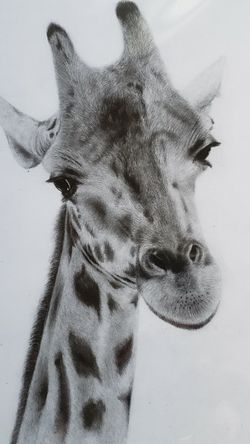 Realistic Pencil Drawing, Giraffe, Printed Copy And Matted, Size 11x14