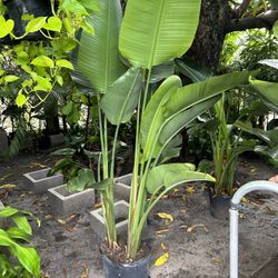 HOME PLANTS- SPECIAL PRICE  BIRD OF PARADISE 7 GL