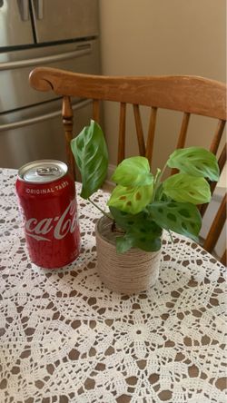 🌱 planta