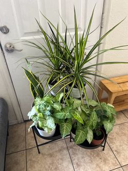 Plants for sake 10 each