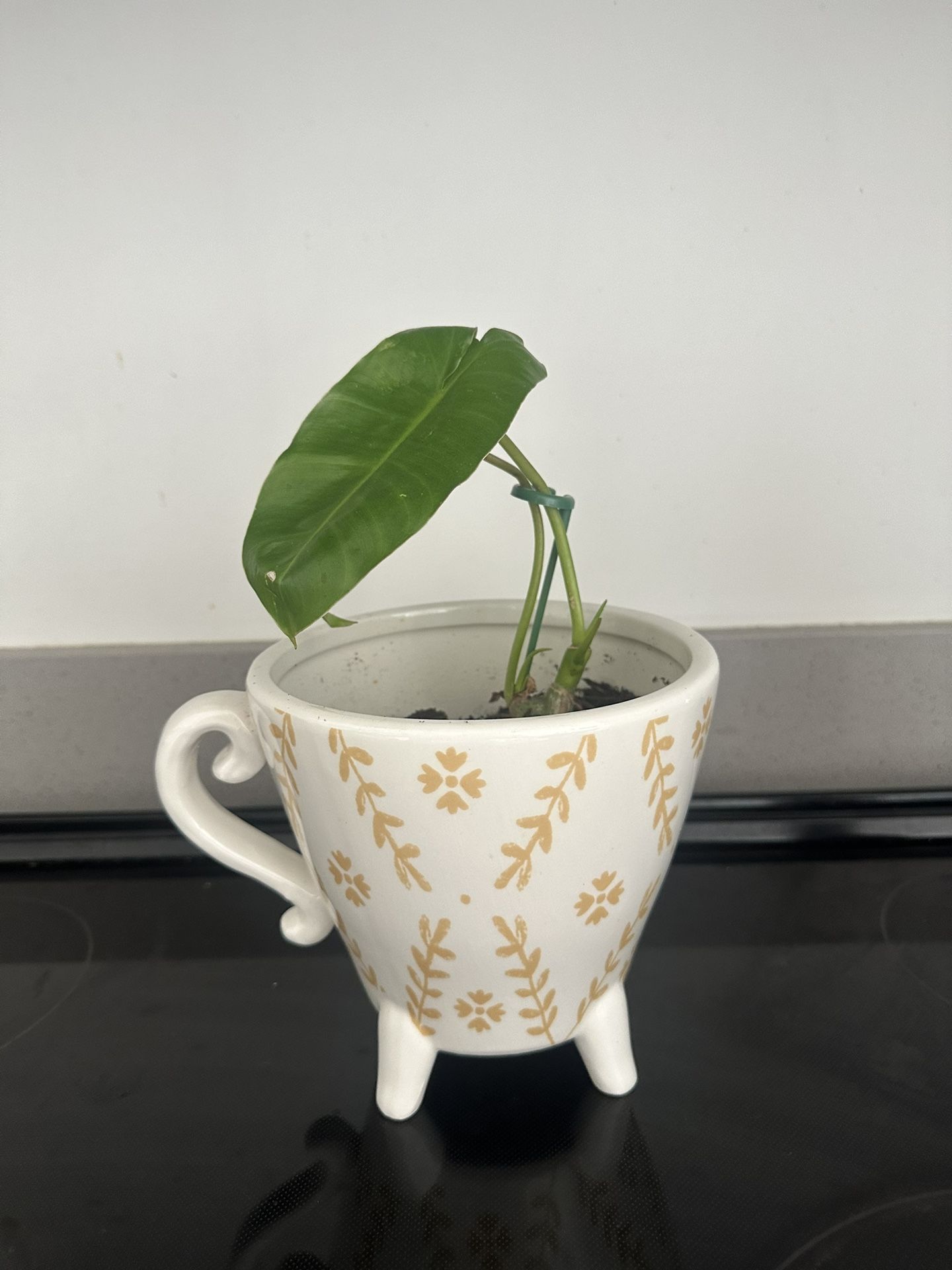 Coffee Pot Plant
