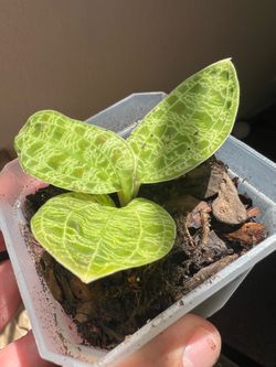 MACODES PETOLA - LIGHTNING JEWEL ORCHID