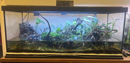 Paludarium with stand: planted and cycled