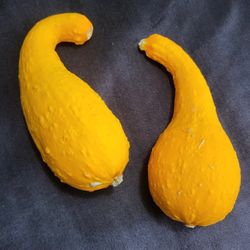 Yellow Crookneck Summer Squash Seeds! 2026 SEASON RELEASE! Available Now! 