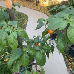 Pepper Plants For Sale Huge Variety 