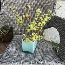 Glass Base With Healthy Succulents