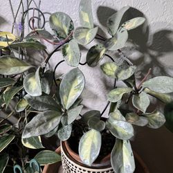 Hoya Argentea Princess